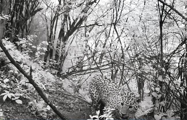 金钱豹首次现身陕西平河梁国家级自然保护区