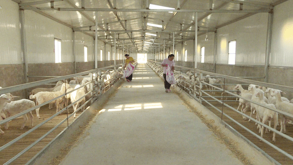 府谷县：湖羊养殖规模化 拓宽农户致富路