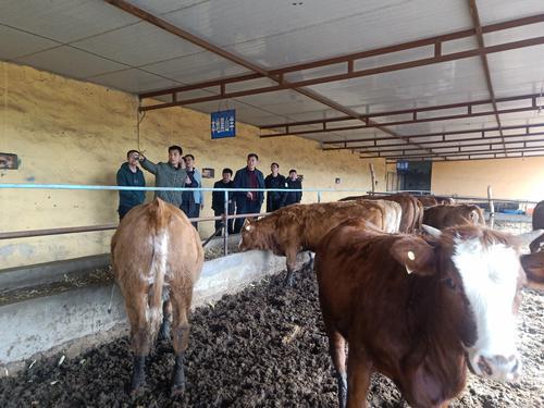 府谷：转型“组合拳” 升级“幸福花”