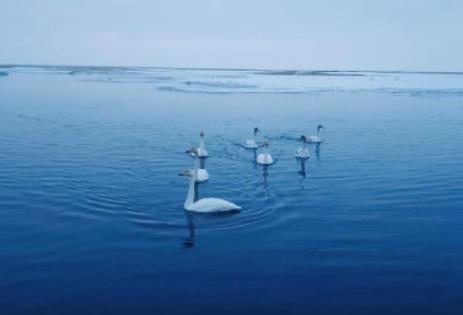高原上的“天鹅湖” 四川若尔盖迎来大天鹅栖息越冬