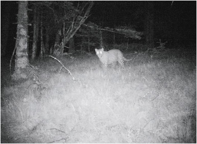 陕西太白山自然保护区首次拍摄到金钱豹