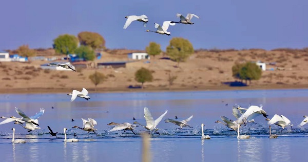 守护绿水青山 绘就幸福底色——榆阳区持续改善生态环境推进绿色低碳发展