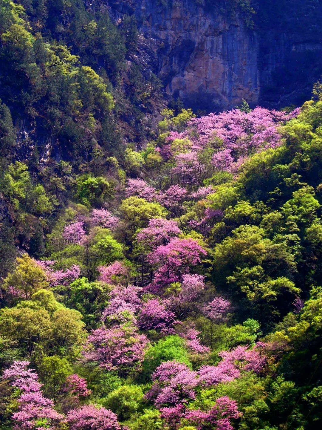 山坳间的花海