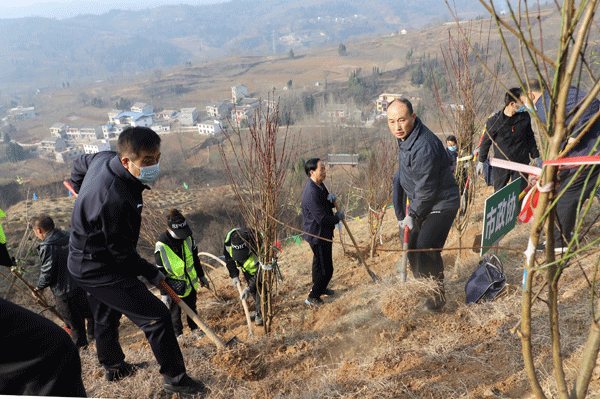 商洛市政协开展义务植树活动