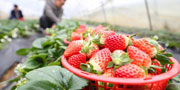 草莓是“百毒之首”的水果？ 专家“五问五答