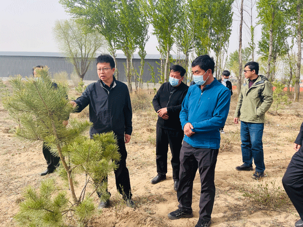 高苗督查榆林市防止二次沙化春季植树造林工作