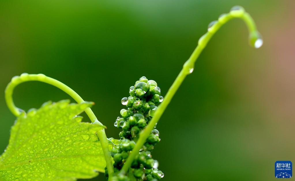 4月25日，在山东省邹平市南部山区，葡萄花序挂满雨露。新华社发（高发芳摄）