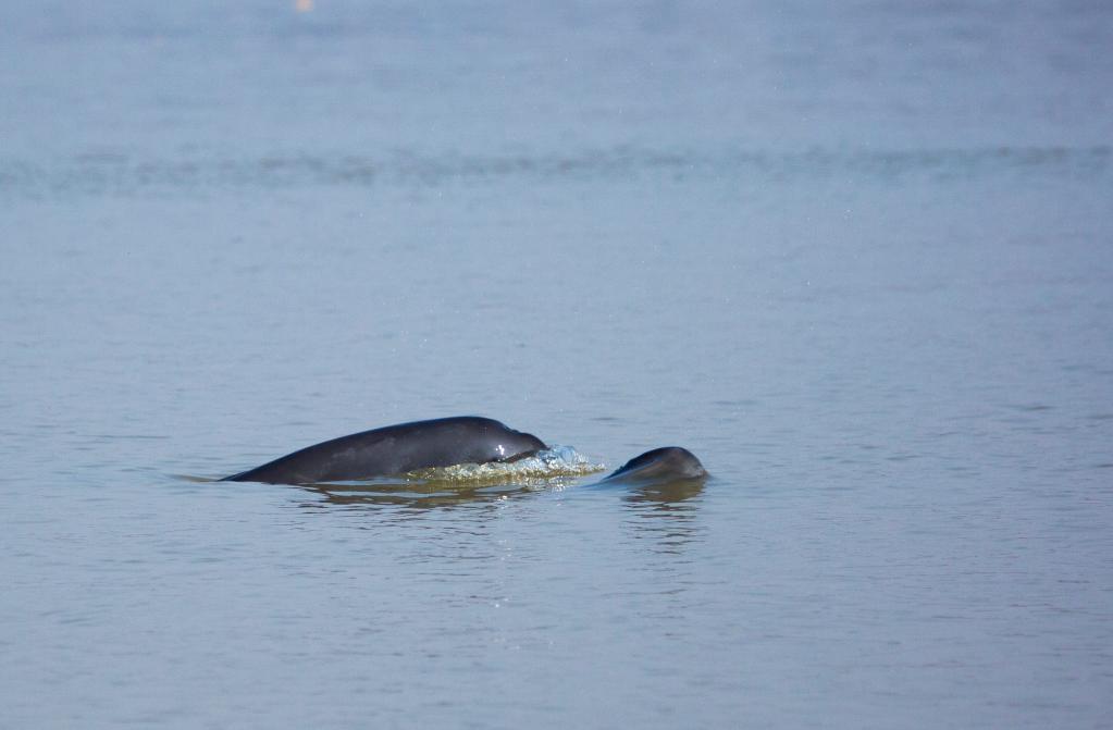 奮進(jìn)新征程 建功新時代·偉大變革｜護(hù)航“微笑天使” 守住一湖清水