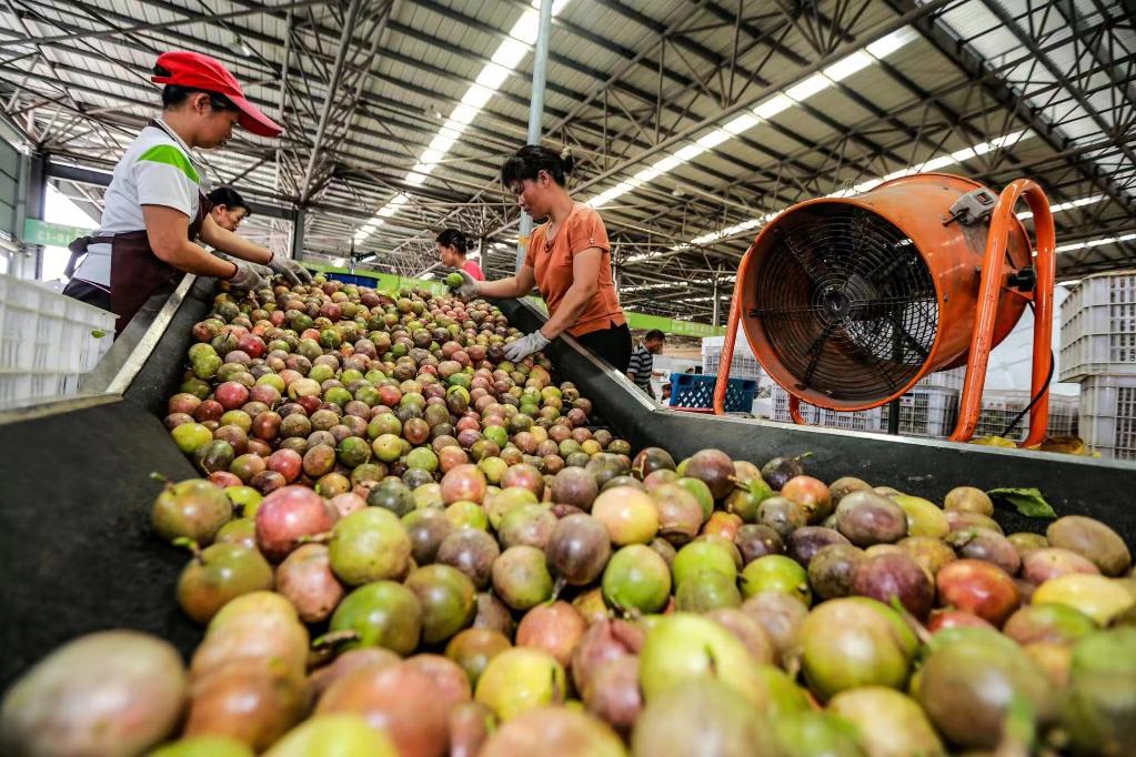 奮進新征程 建功新時代·我們的新時代丨從“打工人”到“新農(nóng)人”——這些青年人這樣干