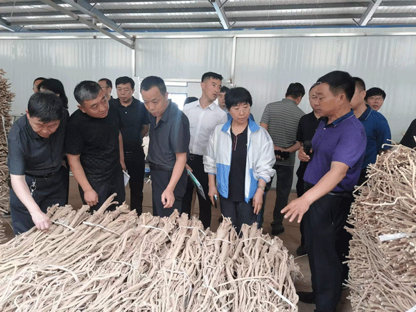 子洲县政协调研全县中药材产业发展和医共体改革工作