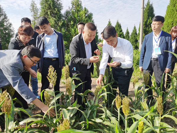 凤翔区政协主席会成员集体督办“万亩高粱基地建设”重点提案