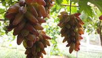 陜西鄠邑：高質(zhì)量發(fā)展葡萄種植全產(chǎn)業(yè)鏈