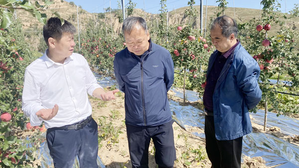 省调研组在横山调研苹果产业发展情况