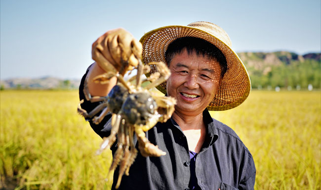 陕西横山4万亩稻田蟹喜获丰收 每亩最高增收千余元