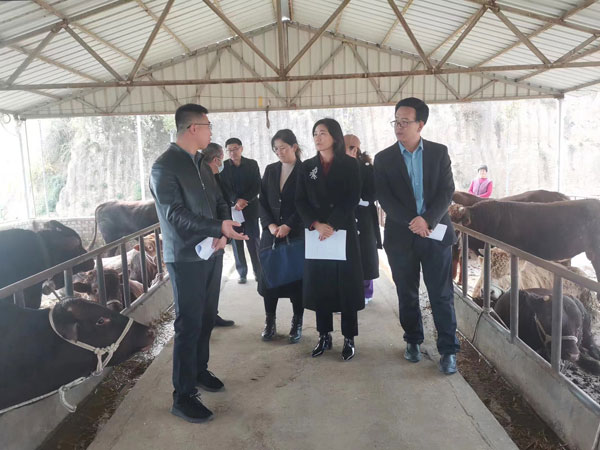 佳县政协开展牛羊产业链发展情况调研