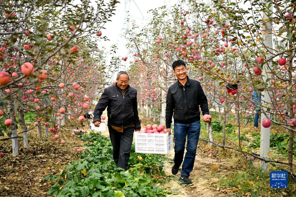 10月27日，在陕西省延安市安塞区南沟村，果农在果园采摘苹果。