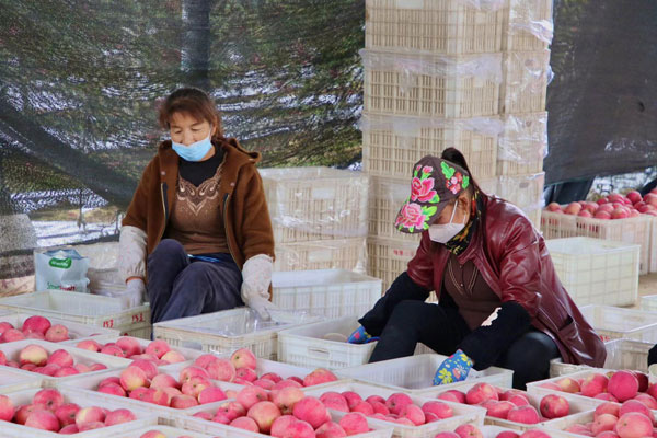 红苹果托起乡村振兴幸福梦——凤翔区苹果产