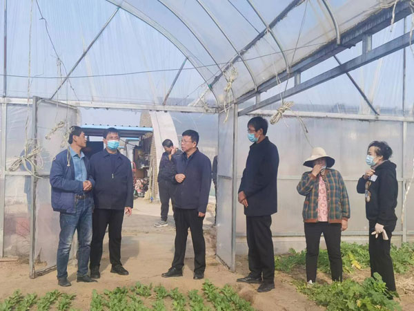 榆林市政协副主席高苗到榆阳区调研农业科技示范园及设施蔬菜基地建设工作