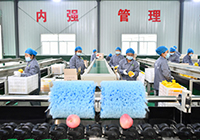 延安：苹果红 日子旺