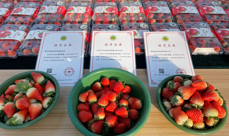 西安高新区：草莓变“网红” 助力乡村振兴