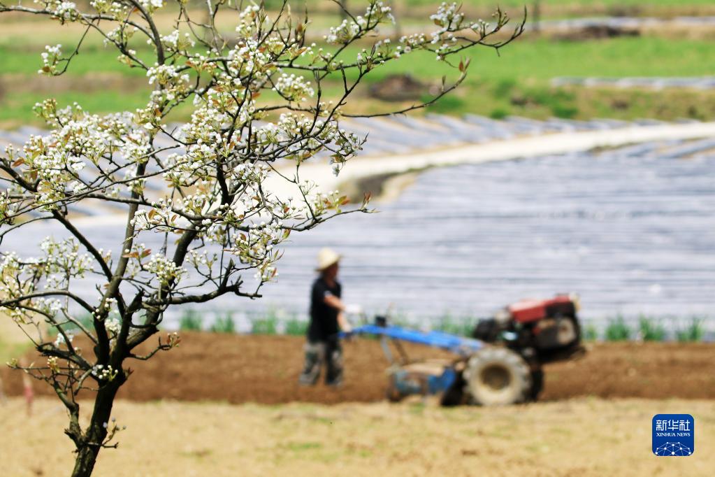 　   4月9日，湖南省湘西土家族苗族自治州龙山县大安乡木鱼坪村农民在地里劳作。　　新华社发（曾祥辉摄）