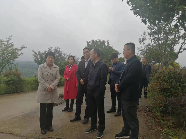 西乡县政协调研茶旅融合发展工作