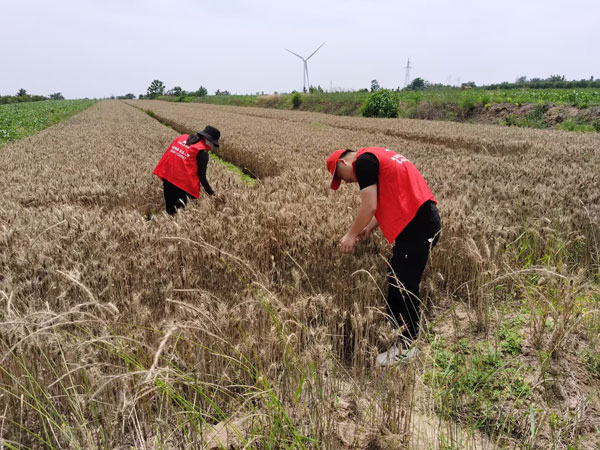 人保財險陜西省分公司全力服務(wù)夏糧搶收