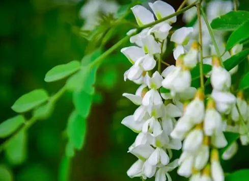 王芳闻 | 《 槐花吟》（三题）