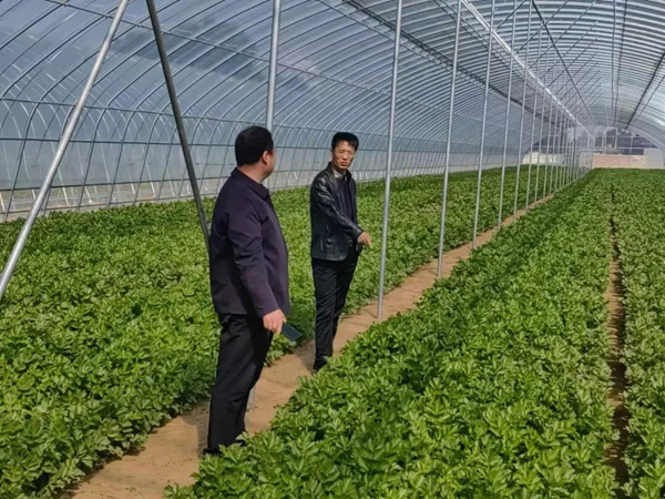 【走进乡村看振兴】靖边县杨桥畔镇沙畔村：产业兴 乡村美！