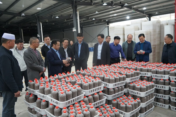 宁强县政协调研全县天麻产业发展情况