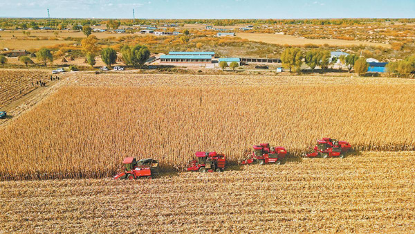 榆阳区80万亩粮饲兼用玉米迎来收获期——满