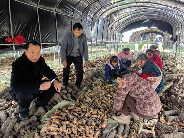 宁强县政协张怀荣委员工作室赴四川湖北考察天麻产业