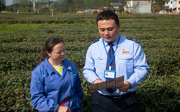 “茶业”四时有收 税惠一路相伴