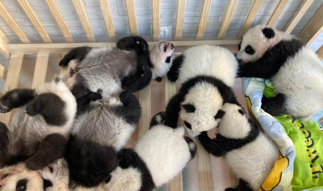 秦岭大熊猫研究中心人工繁育大熊猫种群已达