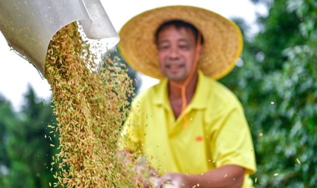 我國糧食產量連續9年穩定在1.3萬億斤以上