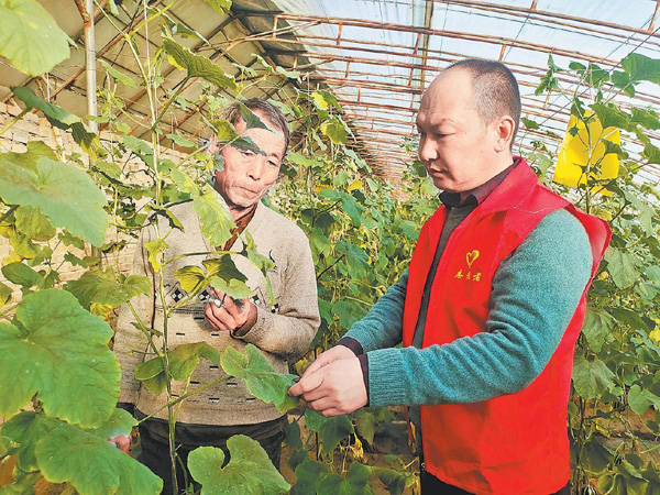 綏德縣白家鹼鎮激發香瓜產業發展后勁——好