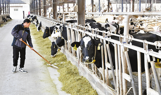 科技养殖“牛”劲足 循环利用促增效