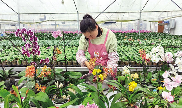 2023年，陕西蝴蝶兰产业迎来爆发式增长，蝴蝶兰