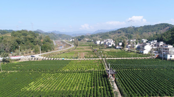 商南打造“三大片区”助推茶产业发展