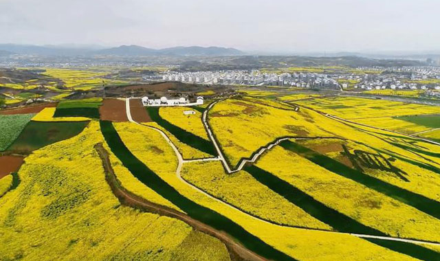 視頻 | 油菜花開(kāi)正當(dāng)時(shí)，記者“探路”漢中最