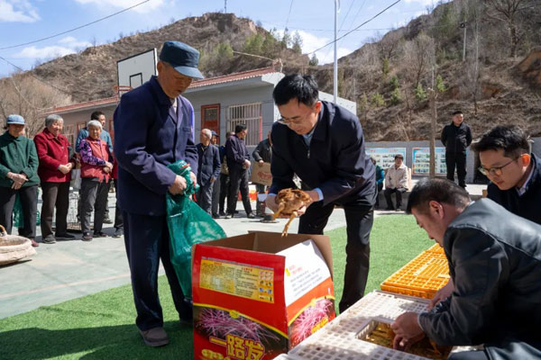 榆林市政协机关为帮扶村发放700多只鸡苗