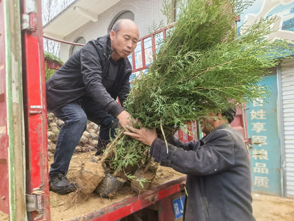 清明植樹 文明祭祀——佳縣向市民免費(fèi)發(fā)放