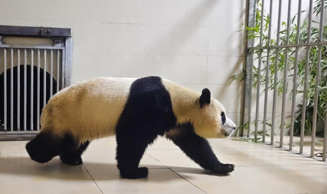 大熊猫“福宝”顺利入住隔离检疫圈舍
