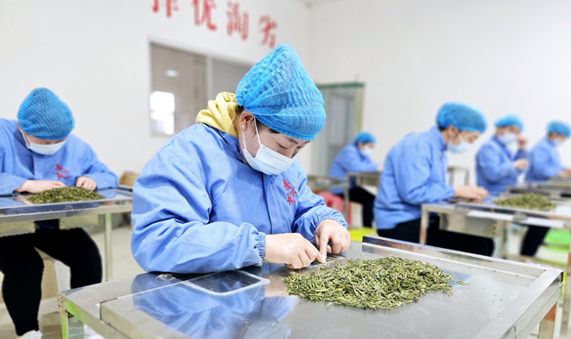 小茶叶撬动富民大产业