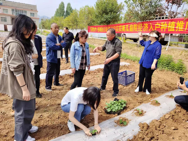 洛南：蘇陜協(xié)作巧牽線 貝貝南瓜進(jìn)田園