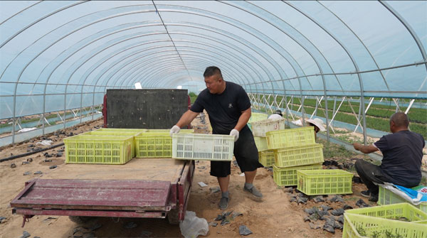 橫山區(qū)雷龍灣村：酸棗苗孕育致富新機