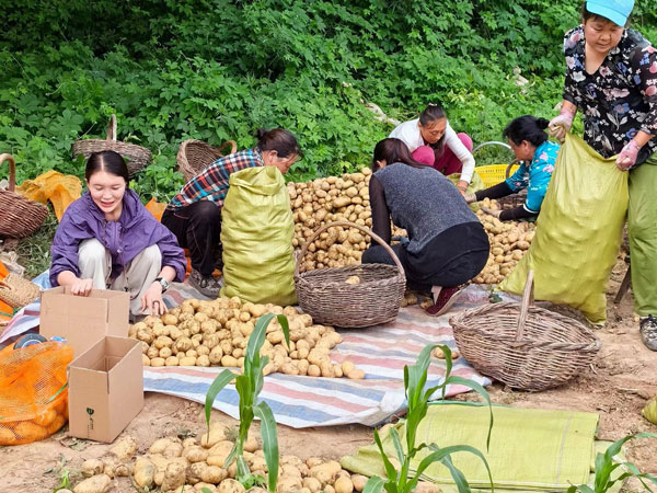 為了糧食顆粒歸倉(cāng)——洛南縣“三夏三同三促