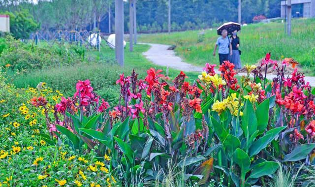 秦陌花塘五彩繽紛