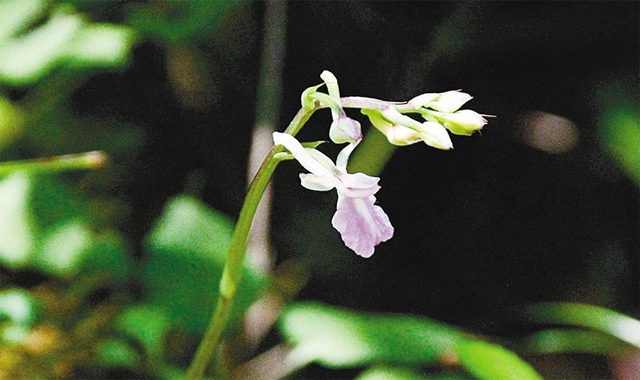 陜西新發現一種國家二級保護野生植物