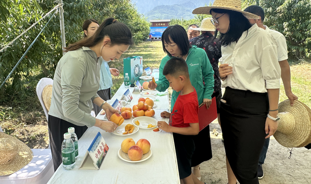 長安區迎來“鮮桃季”